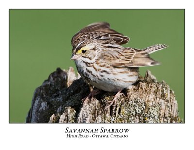 Savannah Sparrow-004