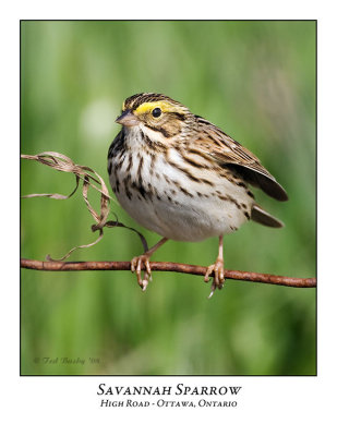 Savannah Sparrow-005