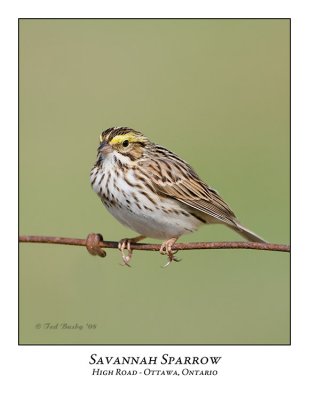 Savannah Sparrow-006