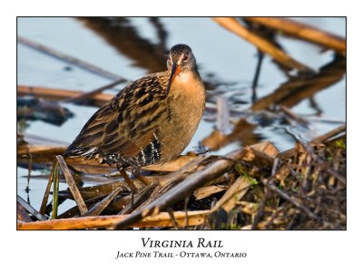 Virginia Rail-012