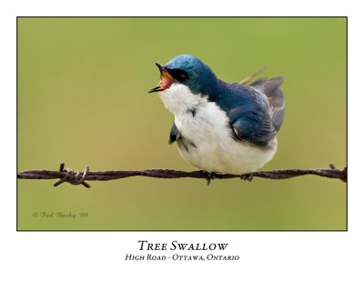 Tree Swallow-011