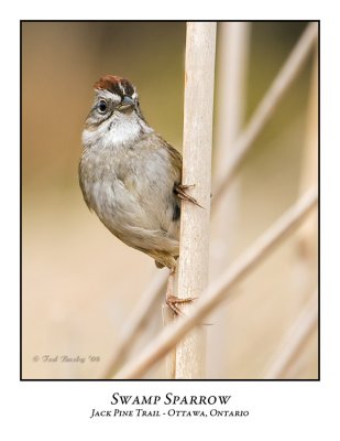 Swamp Sparrow-004