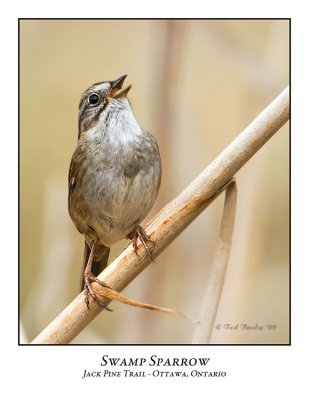Swamp Sparrow-003