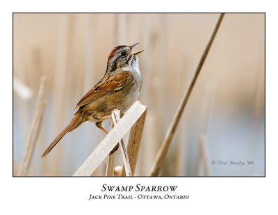 Swamp Sparrow-002