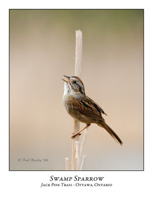 Swamp Sparrow-001