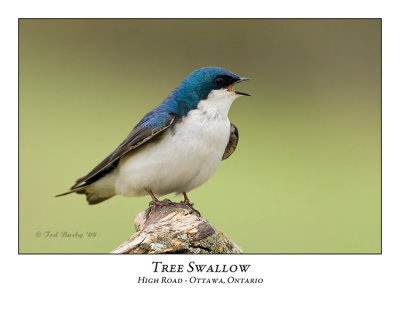 Tree Swallow-014