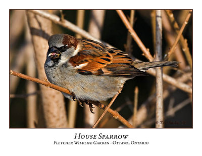 House Sparrow-001