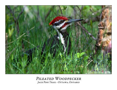 Pileated Woodpecker-010