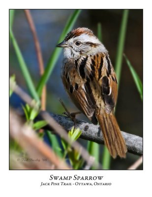 Swamp Sparrow-005