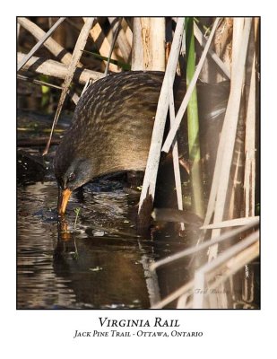 Virginia Rail-008