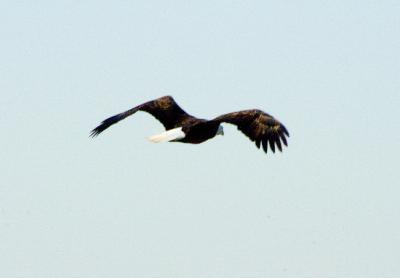 Bald Eagle 4.JPG