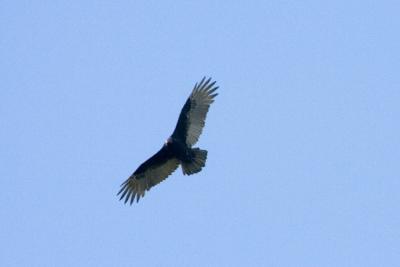 Turkey Vulture 1.JPG