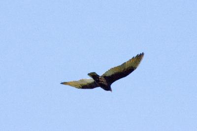 Turkey Vulture 2.JPG