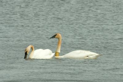 g3/01/558301/3/58816646.TundraSwan041506a.jpg