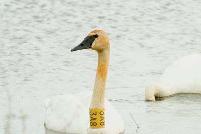 g3/01/558301/3/58816649.TundraSwan041506d.jpg