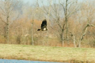 Bald Eagle 5.jpg
