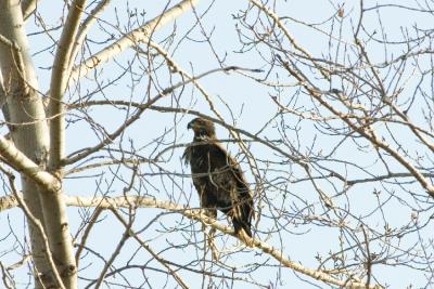 Bald Eaglet 2.jpg