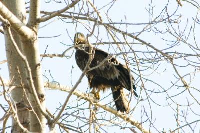 Bald Eaglet 3.jpg