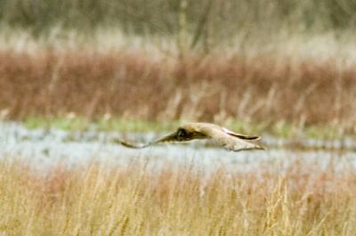 Northern Harrier 2.jpg