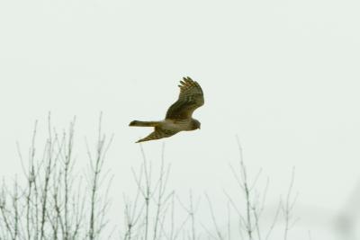 Northern Harrier 4.jpg