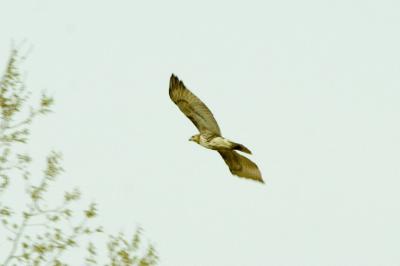 Red Tail HAwk 2.jpg