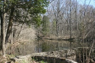 pond April.jpg