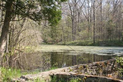 Pond May.jpg