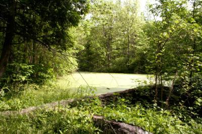 Pond July.jpg