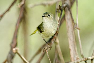 g3/01/558301/3/59026384.RubyCrownedKinglet042206a.jpg