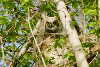 Great Horned Owl 2.jpg