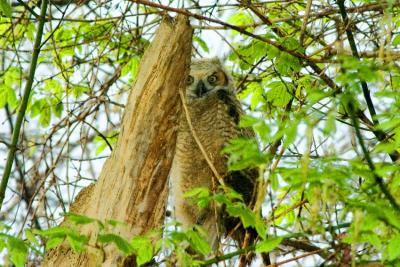 Great Horned Owl 3.jpg