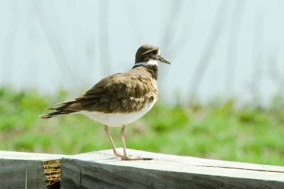 Water and Shore Birds