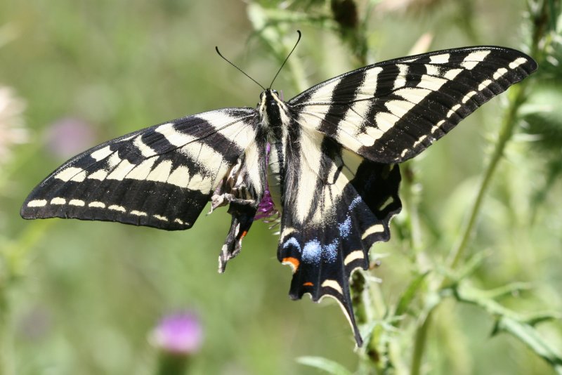 Pale Swallowtail (Papilio eurymedon)