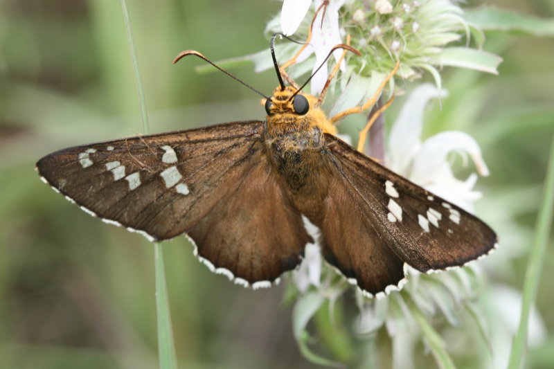 Arizona Araxes Skipper (Apyrrothrix araxes arizonae)