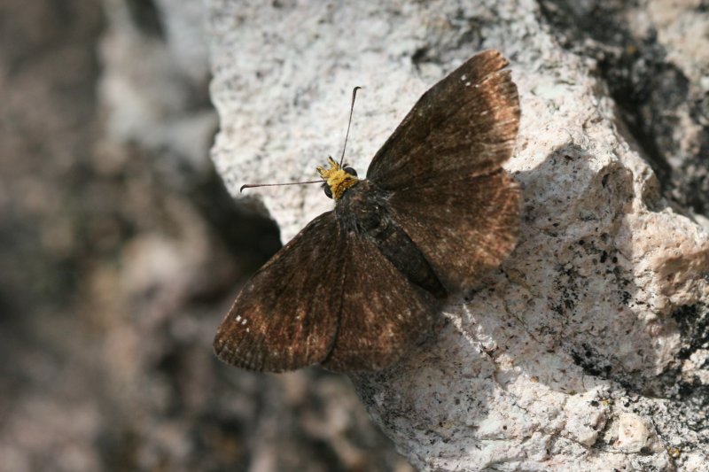 Golden-headed Sootywing (Staphylus ceos)