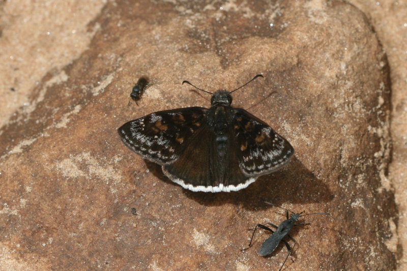 Pacuvius Duskywing (Erynnis pacuvius pacuvius)