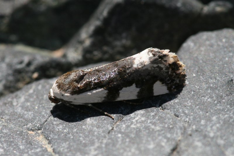 Bird Turd Moth