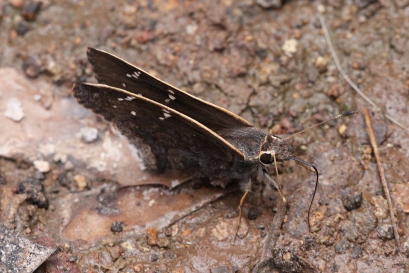 Gold-Costa Skipper (Cogia caicus moschus)