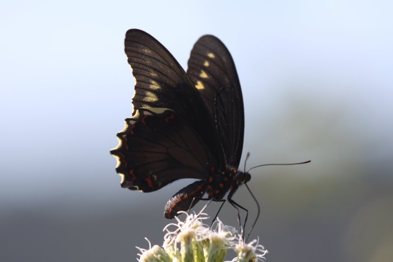 Polydamas Swallowtail (Battus polydamas polydamas)