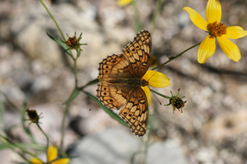 Variegated Fritillary (Euptoieta claudia)