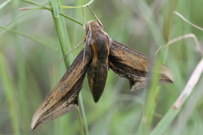 Falcon Sphinx (Xylophanes falco)