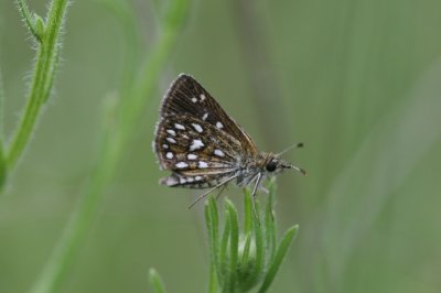 Many-spotted Skipperling (Piruna aea mexicana)