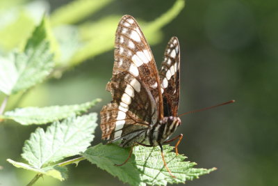 Weidemeyer Admiral (Limenitis weidemeyerii angustifascia)