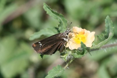 Common Sootywing (Pholisora catullus)