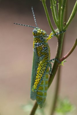 Panther-spotted Grasshopper (Poecilotettix pantherinus)