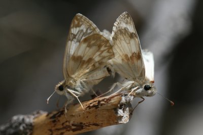 Northern White-Skipper (Heliopetes ericetorum) - coupled pair