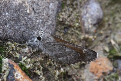 Cassus Roadside-Skipper (Amblyscirtes cassus)