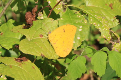Orange-barred Sulphur (Phoebis philea philea)