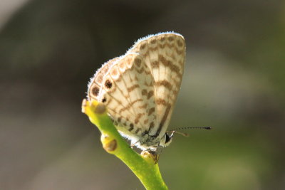 Cassius Blue (Leptotes cassius striata)