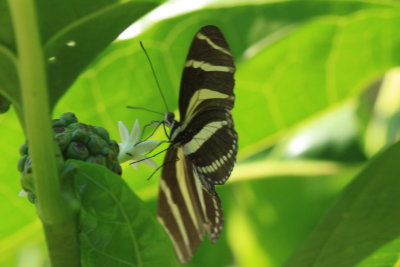 Zebra Longwing (H. charithonius vazquezae)